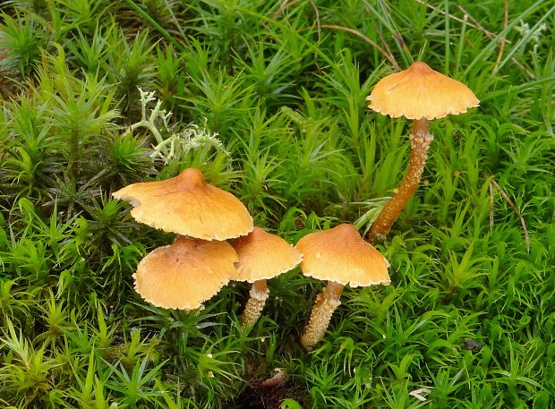 zrnivka okrová Cystoderma amianthinum (Scop.) Fayod
