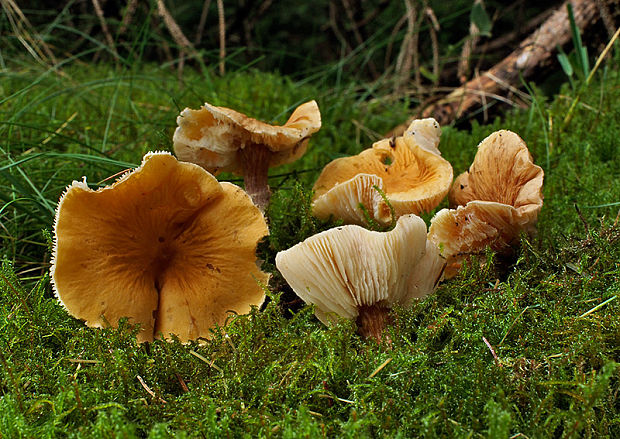 zrnivka Cystoderma sp.