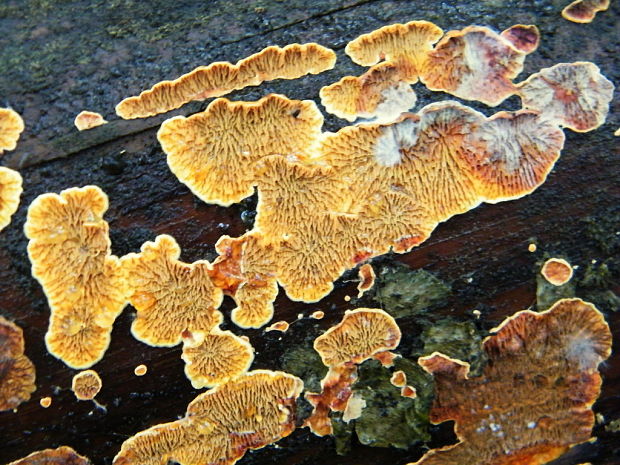 vrásnička zlatistá Pseudomerulius aureus (Fr.) Jülich