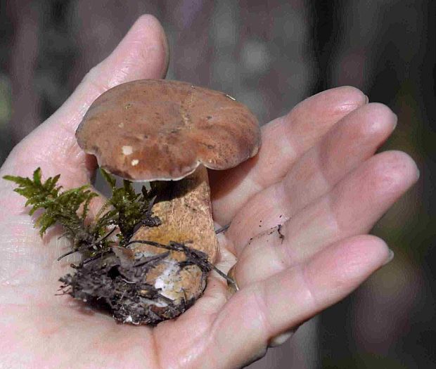 podhríb žlčový mierny Tylopilus felleus var. alutarius (Fr.) P. Karst.