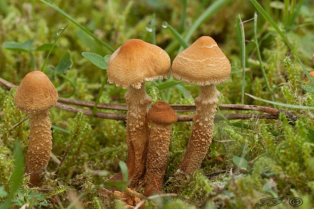 zrnivka okrová Cystoderma amianthinum (Scop.) Fayod