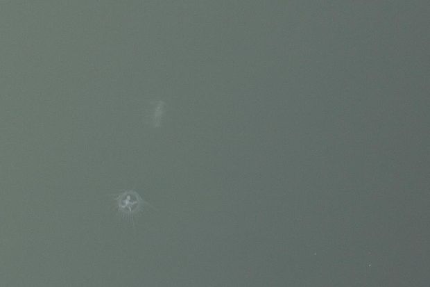 medúzka sladkovodná Craspedacusta soverbyi