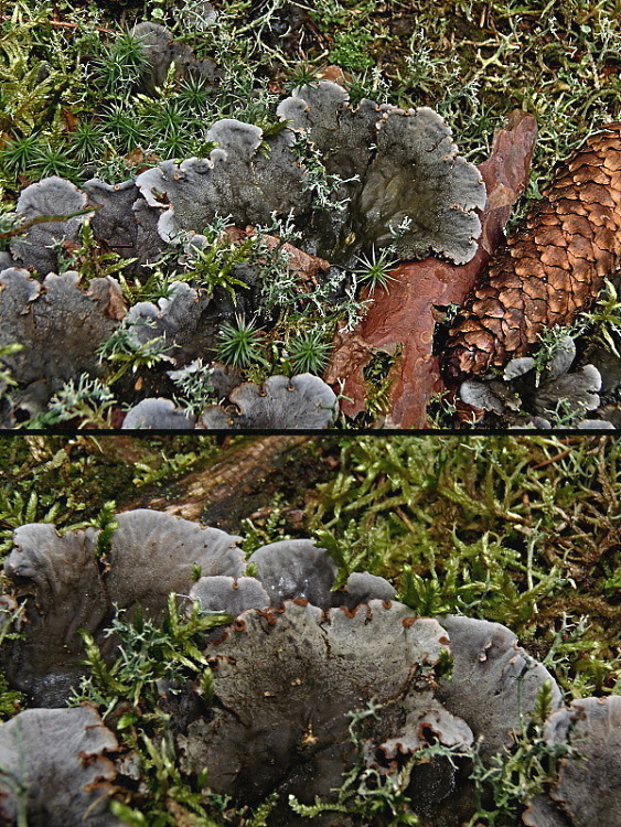 štítnatec    /   hávnatka Peltigera ponojensis Gyelnik