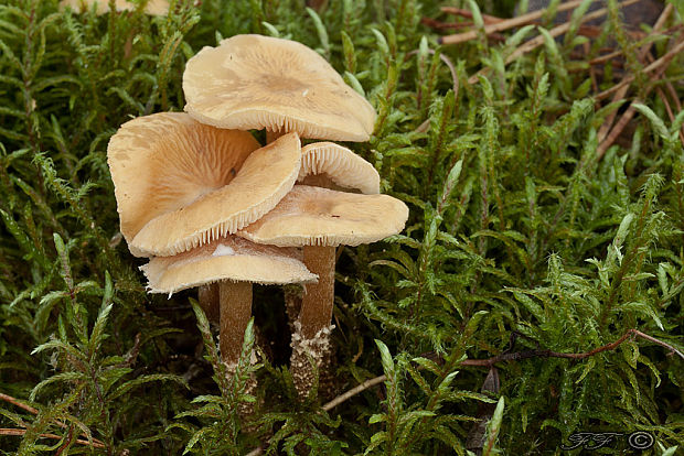 zrnivka okrová Cystoderma amianthinum (Scop.) Fayod