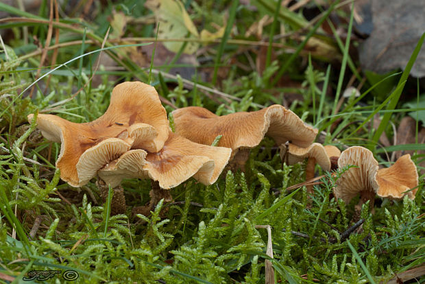 zrnivka okrová Cystoderma amianthinum (Scop.) Fayod