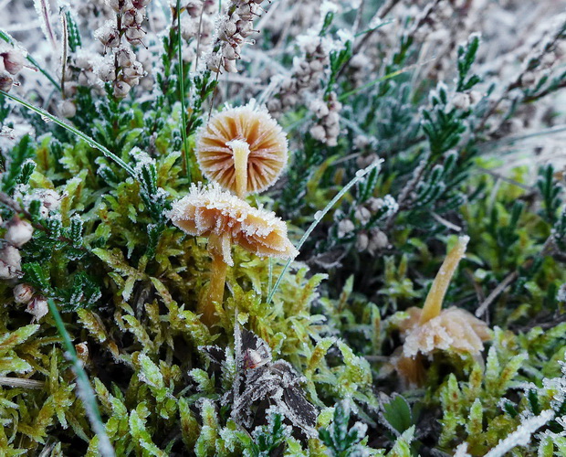zrnivka okrová Cystoderma amianthinum (Scop.) Fayod