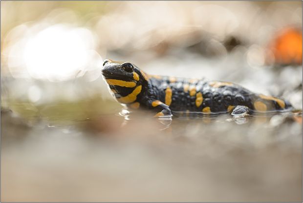 salamandra  Salamandra salamandra