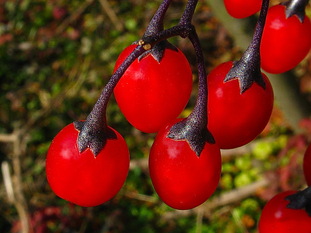 ľuľok sladkohorký Solanum dulcamara L.