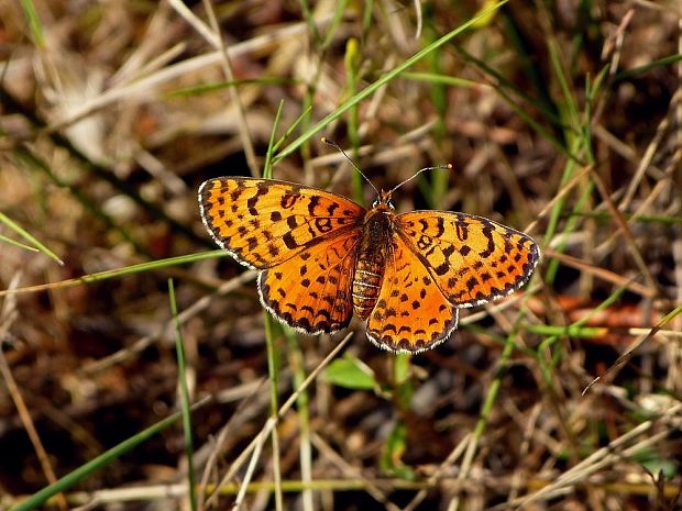 hnedáčik pyštekový (sk) / hnědásek květelový (cz) Melitaea didyma Esper, 1778