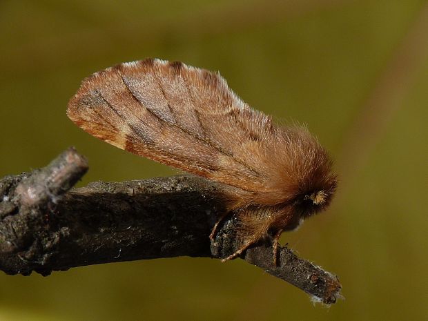 chochlatka javorová Ptilophora plumigera