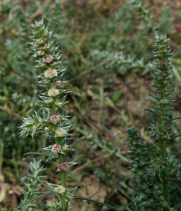 slanobyľ draslomilná ruská Salsola kali subsp. ruthenica (Iljin) Soó