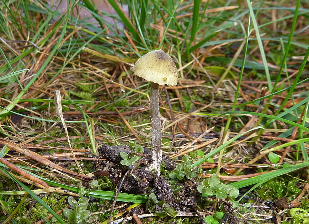 hodvábnica voňavá Entoloma pleopodium (Bull.) Noordel.