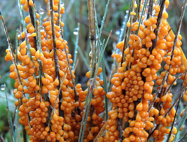 leskloplodka krehká Leocarpus fragilis (Dicks.) Rostaf.