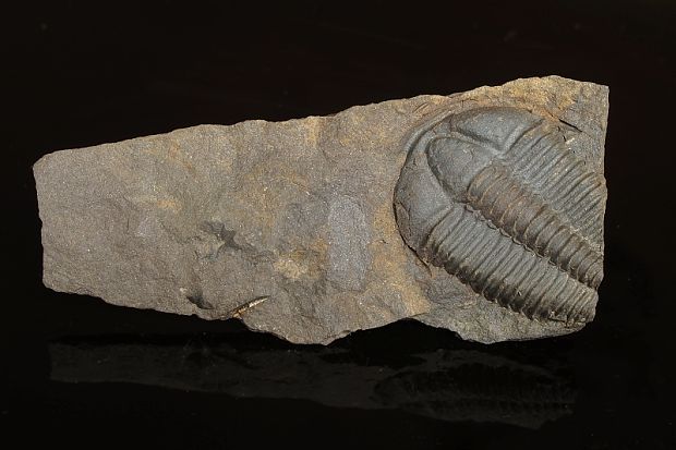 trilobit Conocoryphe sulzeri