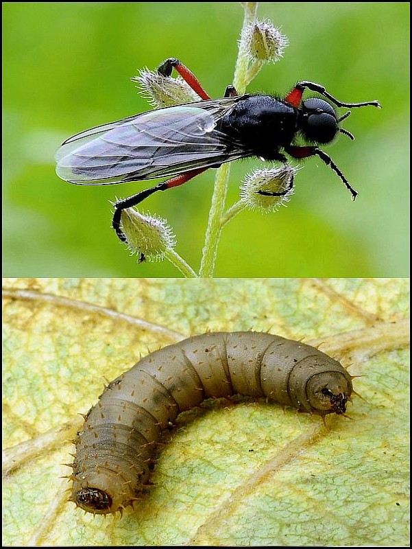 mušica Bibionidae