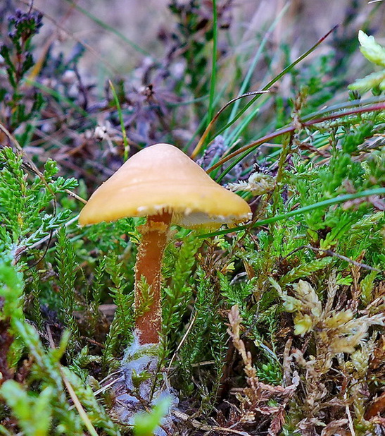 zrnivka okrová Cystoderma amianthinum (Scop.) Fayod