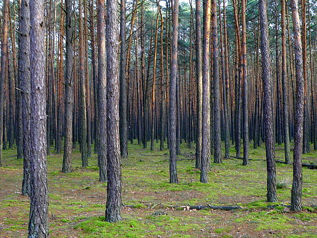 Borovicový les