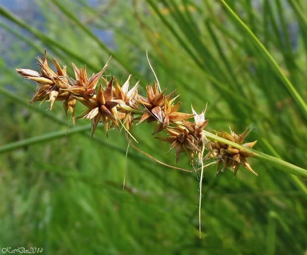 ostrica otrubova Carex otrubae Podp.