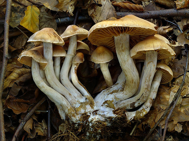 pavučinovec hnedozlatý Cortinarius fulvaureus Rob. Henry