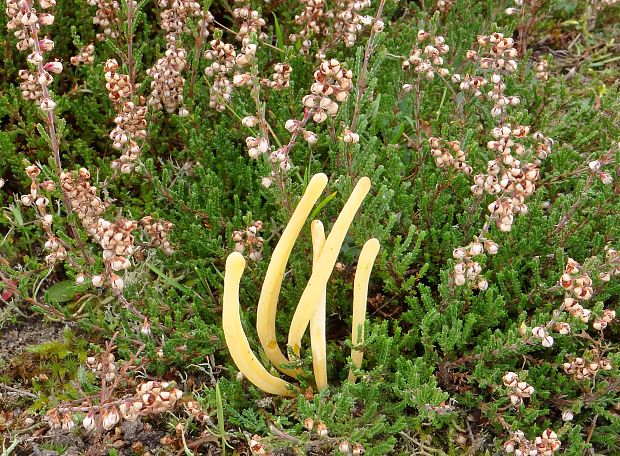 kyjačik Clavaria  argillacea Pers.: Fr.