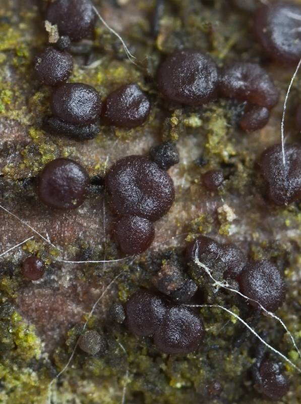 tmavorôsolovka drobná Exidia badioumbrina (Bres.) Neuhoff