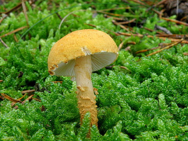 zrnivka okrová Cystoderma amianthinum (Scop.) Fayod