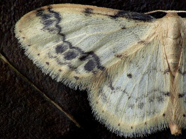piadica východná (sk) / žlutokřídlec žloutkový (cz) Idaea trigeminata Haworth, 1809