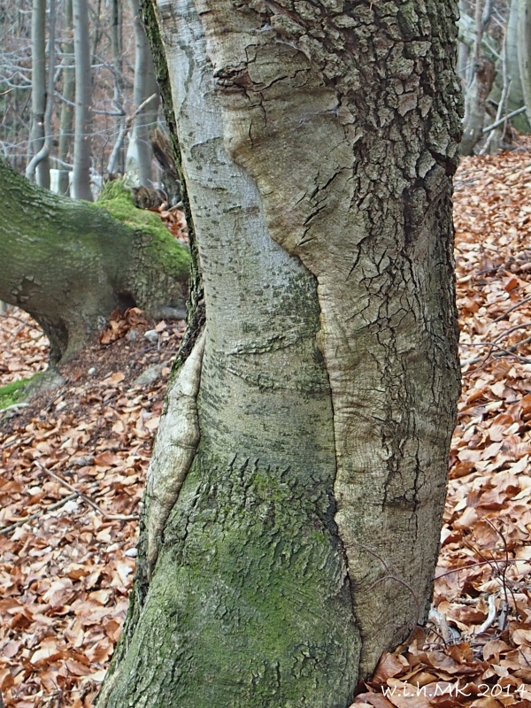 dubobuk Quercus-Fagus