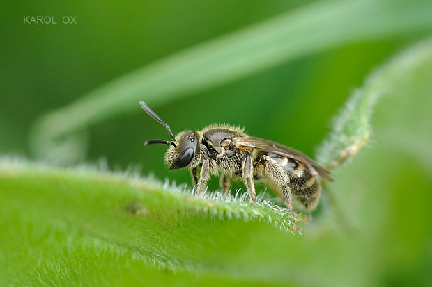 včielka Lasioglossum sp.