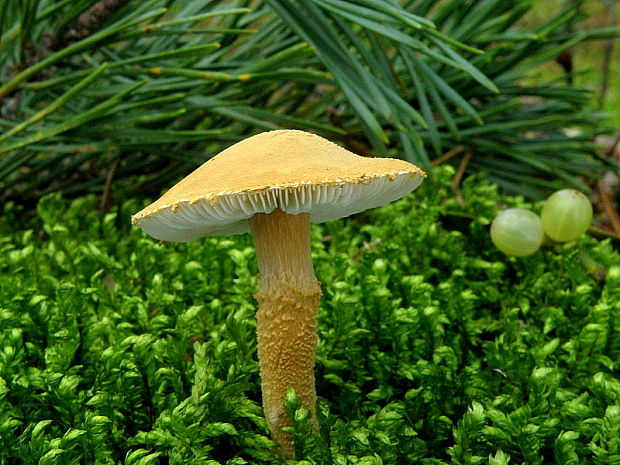 zrnivka okrová Cystoderma amianthinum (Scop.) Fayod