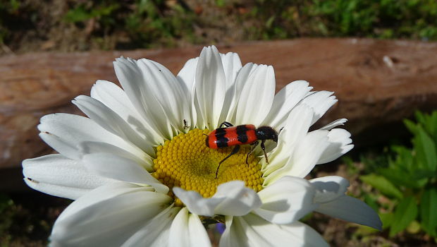 pestroš včelí Trichodes apiarius