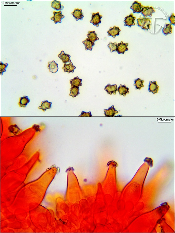 vláknica hviezdicovovýtrusná Inocybe asterospora Quél.