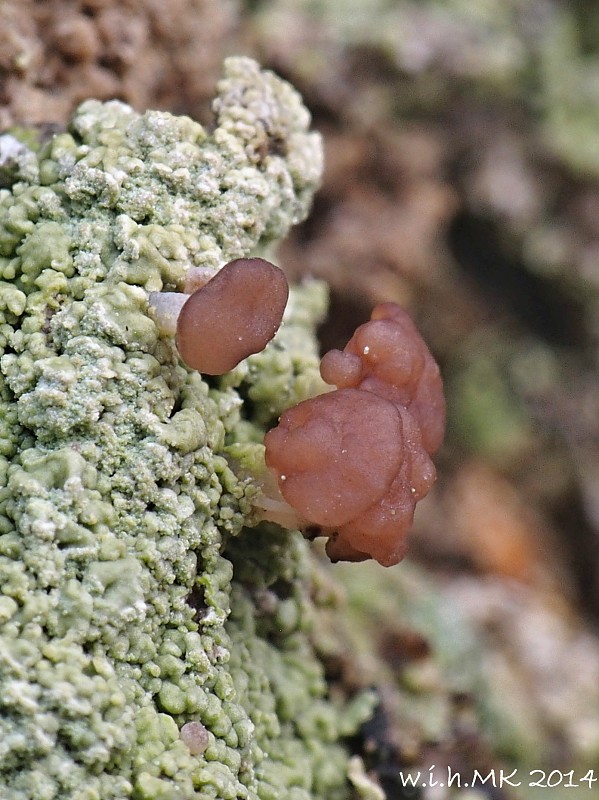 malohubka ryšavá Baeomyces rufus (Huds.) Rebent.