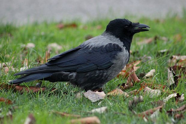 vrana túlavá Corvus cornix