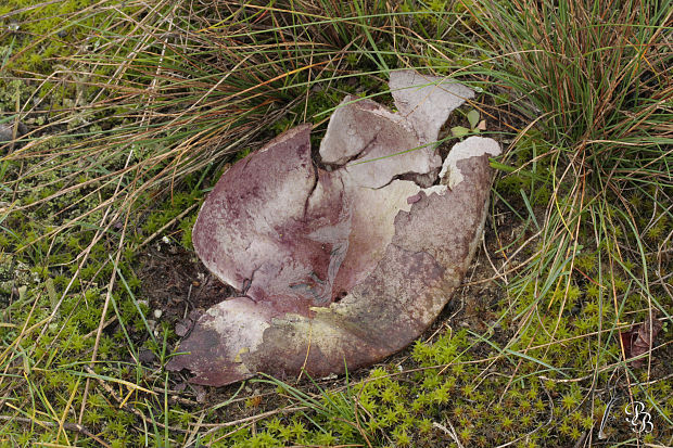 rozpadavec krehký Calvatia cyathiformis (Bosc) Morgan
