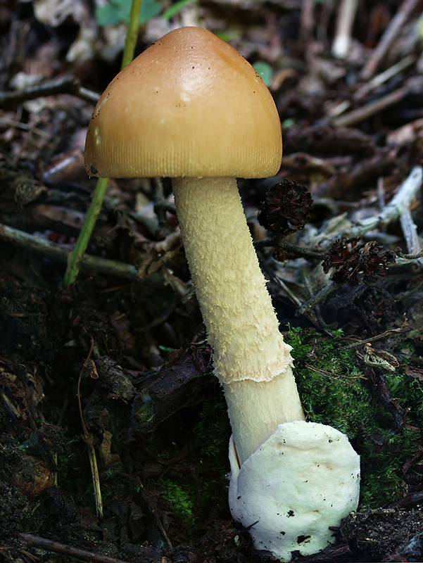 muchotrávka oranžová Amanita crocea (Quél.) Singer