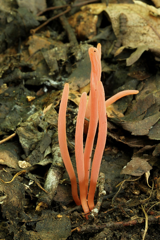 kyjačik Clavaria rosea Fr.