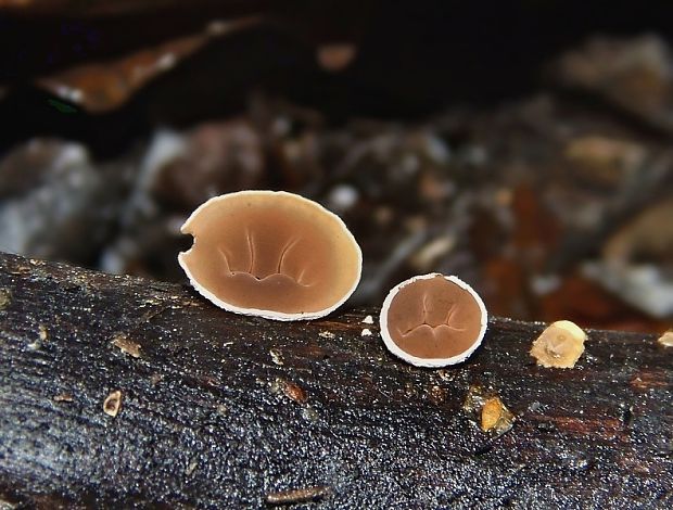škľabka plstnatá Schizophyllum amplum (Lév.) Nakasone