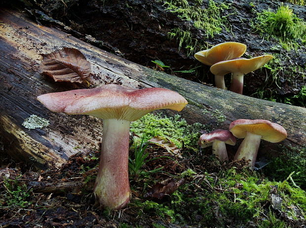 čírovec červenožltý Tricholomopsis rutilans (Schaeff.) Singer