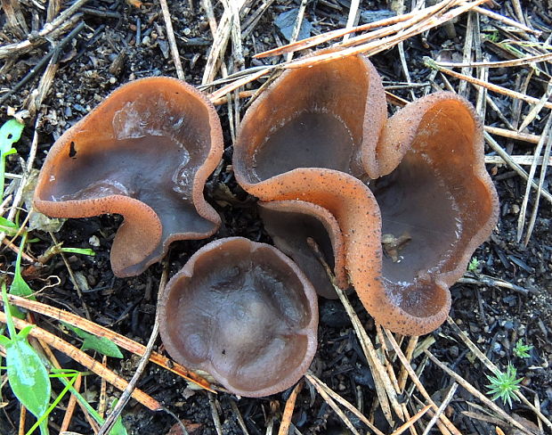 riasnatka  Plicaria endocarpoides (Berk.) Rifai