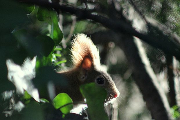veverička stromová  Sciurus vulgaris