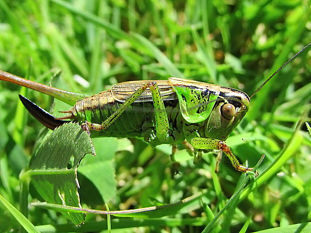 kobylka luční/kobylôčka lúčna Metrioptera roeselii