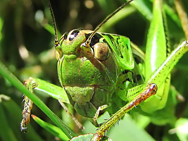 kobylka luční/ kobylôčka lúčna Metrioptera roeselii