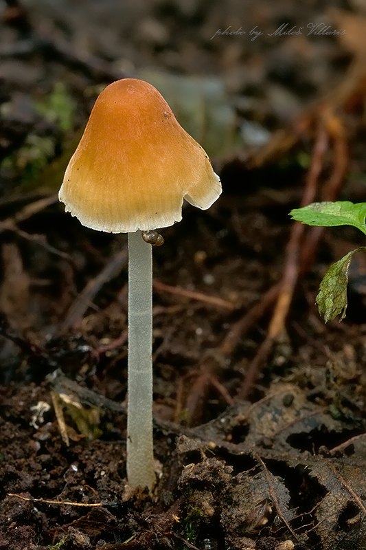 prilbička Mycena leptophylla (Peck) Sacc.