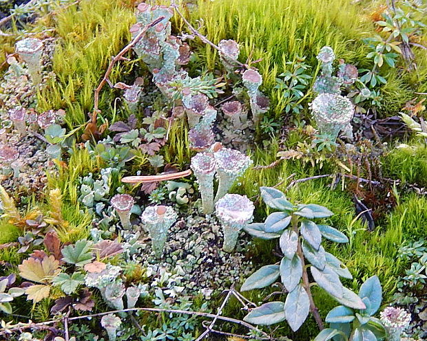 dutohlávka pohárikovitá Cladonia pyxidata (L.) Hoffm.