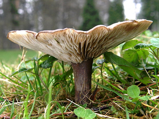 tmavuľka  Melanoleuca humilis (Pers.) Pat.