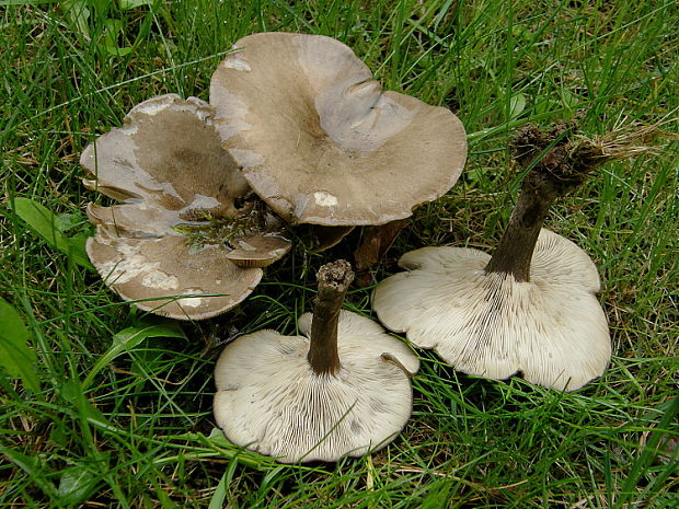 tmavuľka  Melanoleuca humilis (Pers.) Pat.