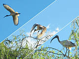 ibis posvätný