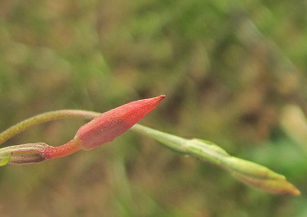 pupalka ružová Oenothera cf. rosea