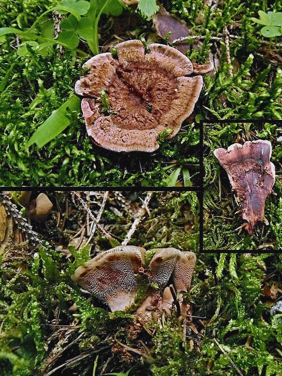 jelenkovka výrastková Hydnellum scrobiculatum (Fr.) P. Karst.